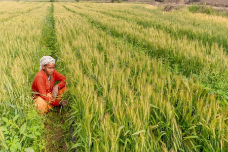 No Kharif plan for farmers till date MP News (फोटो सोर्स- ANI)