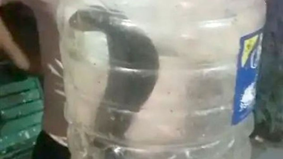 Snake Bite : राजस्थान में यहां एक दिन में पांच लोगों को सांपों ने डसा, परिजन
सांप डिब्बे में बंद कर अस्पताल पहुंचे