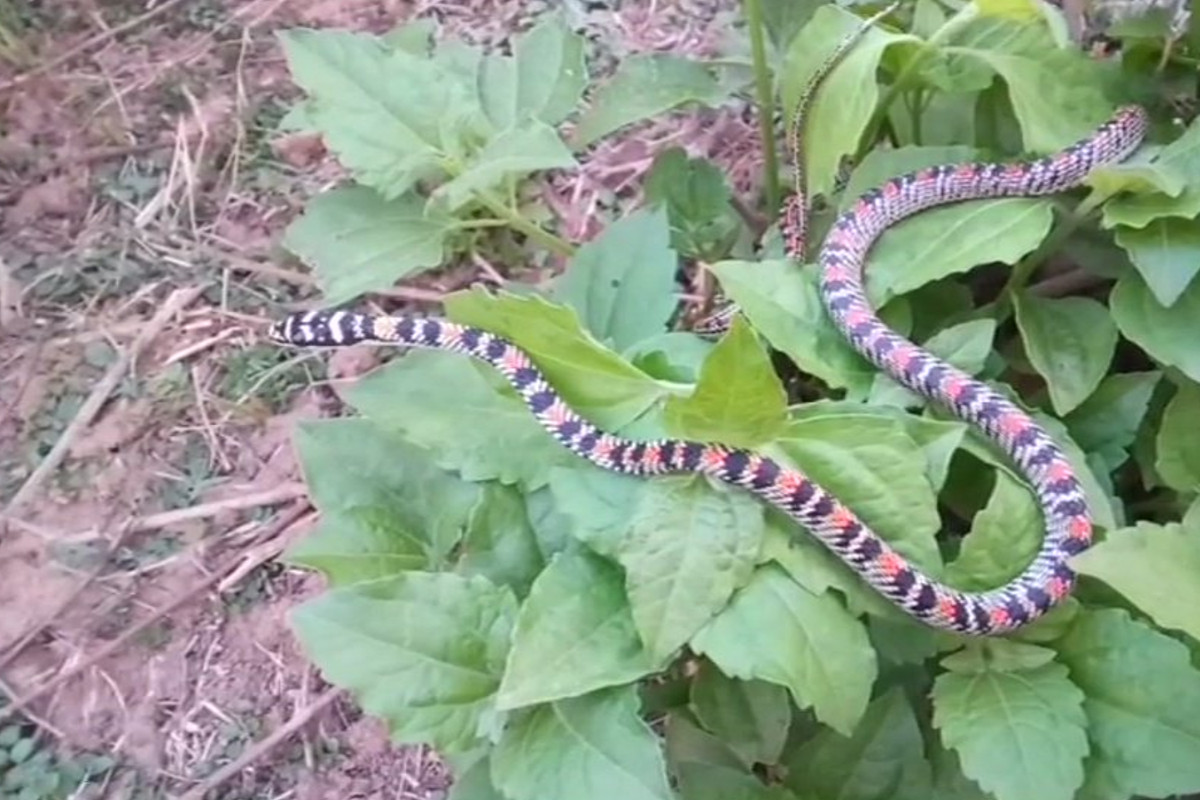 Snake bites 5 in one night, 2 die, 3 critical