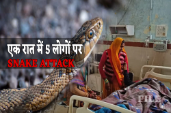 यहां एक ही रात में सांप ने 5 लोगों को काटा, 2 की मौत 3 गंभीर - image