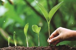 Kisan Vriksha Mitra Yojana 2025: 187 एकड़ जमीन पर लगाएंगे 53 हजार से ज्यादा
सागौन के पौधे, 82 किसानों ने किया आवेदन - image