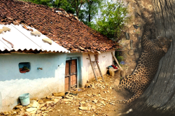 जिस तेंदुए को कुएं से रेस्क्यू कर निकाला वो बाहर आकर घर में घुस गया, पूरे गांव
में दहशत - image
