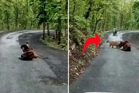 Leopard Attack On Cow