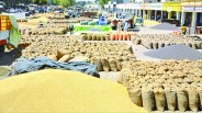 wheat in ganganagar