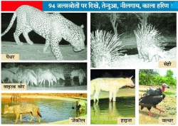 वन्यजीव गणना संपन्न : रात के अंधेरे में चमक उठा वन्यजीवन - image