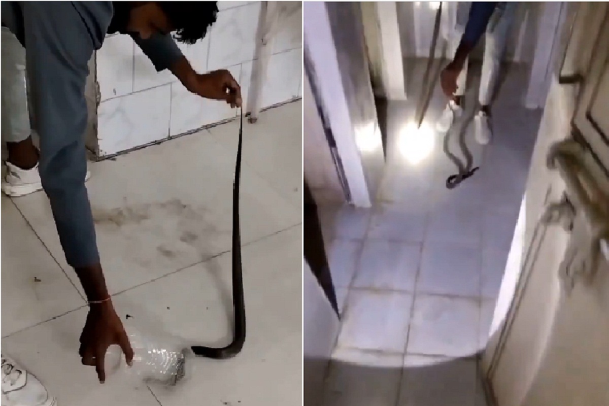 हॉस्पिटल के बाथरूम में निकला 5 फीट लंबा नाग सांप, स्नेक कैचर ने पकड़ा, देखें
Video