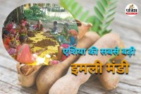 एशिया की सबसे बड़ी इमली मंडी (Photo source- Patrika)