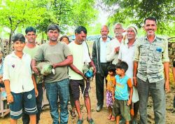 जहरीला दाना चुगने से 3 मोरों की मौत, मामला दर्ज, आरोपी की तलाश - image