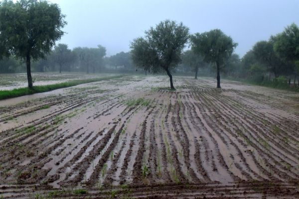 The farmer plowed the field...rain gave new life