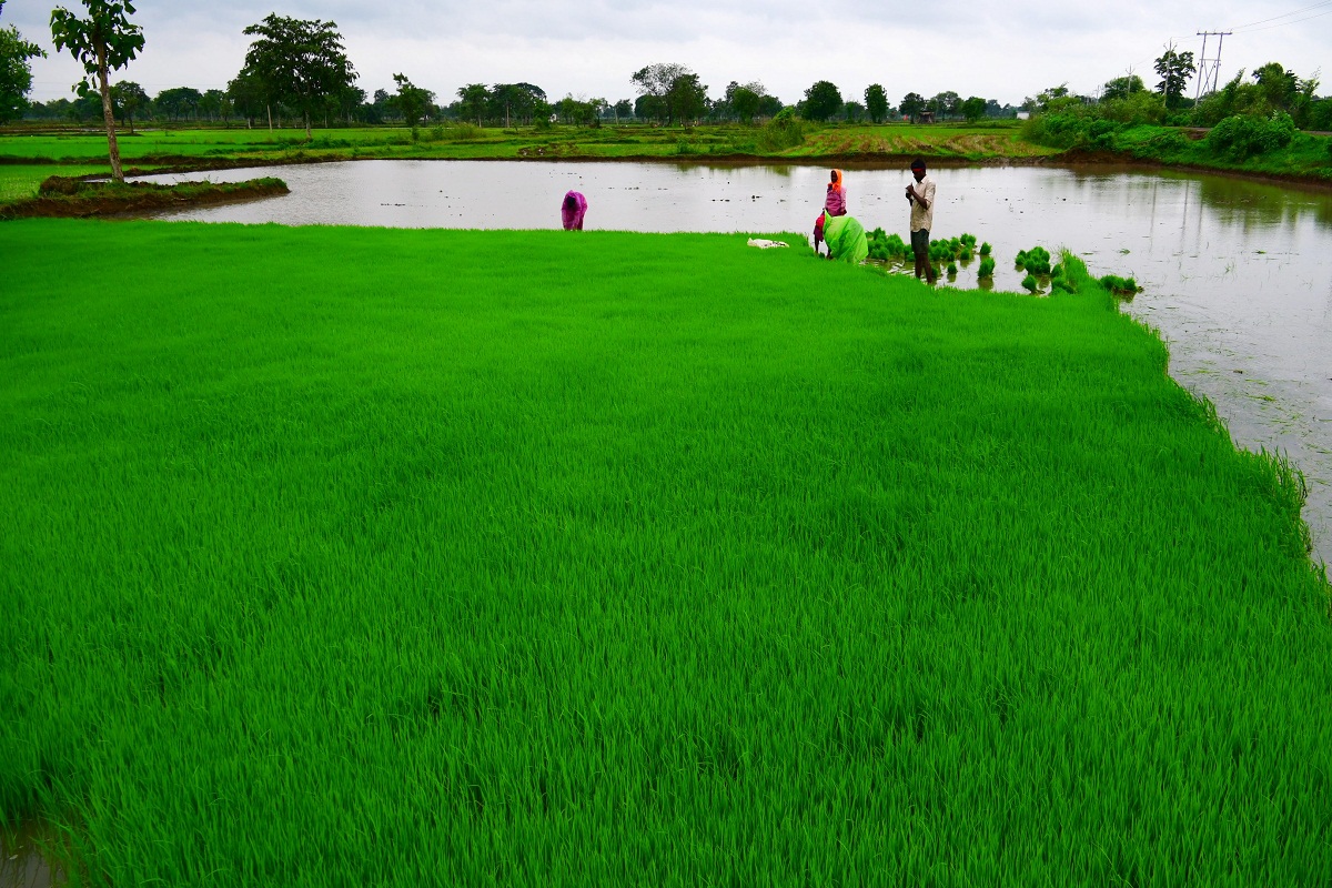 CG News: धान की रोपाई में जुटे किसान, समय पर बारिश से खेतों में दिखी हलचल