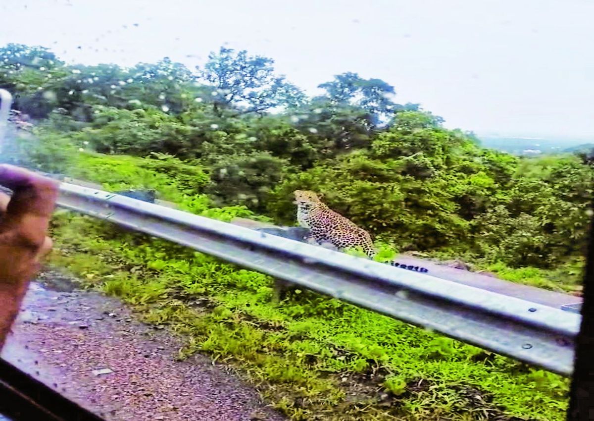 शाहाबाद घाटी में पैंथर के मूवमेंट से पर्यावरण प्रेमियों में खुशी के साथ चिंता