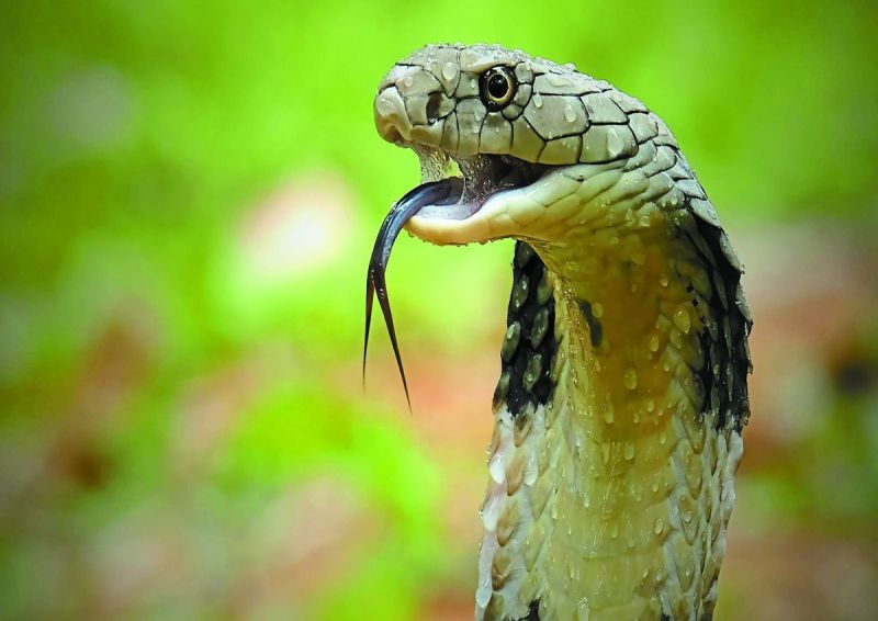 छह माह के दौरान करीब दो दर्जन सर्प दंश के मामले पहुंचे है। इनमें करीब एक दर्जन मामले तो पिछले एक माह के दौरान ही आए हैं। मरीज को अस्पताल में भर्ती रखकर चिकित्सक की निगरानी में उपचार परामर्श दिया जा रहा है।