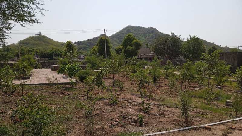 आबूरोड ब्लॉक में चंद्रावती गांव में विकसित पंचायत पौधशाला। पत्रिका