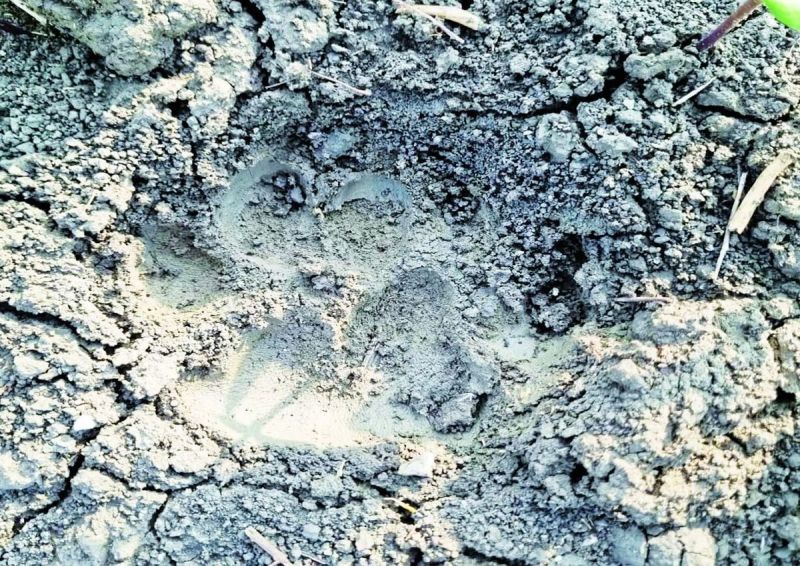 खेत वालों ने बताया कि उनके खेतों में भी पक्षियों के पंख भी पड़े हैं। इससे यह लगता है कि वन्यजीव ने वहां शिकार किया होगा। इसके साथ इस तरह के छोटे जानवर के बच्चे के पैरों के निशान भी मिले हैं।