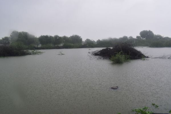 The farmer plowed the field...rain gave new life