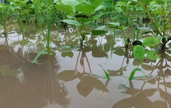 The farmer plowed the field...rain gave new life