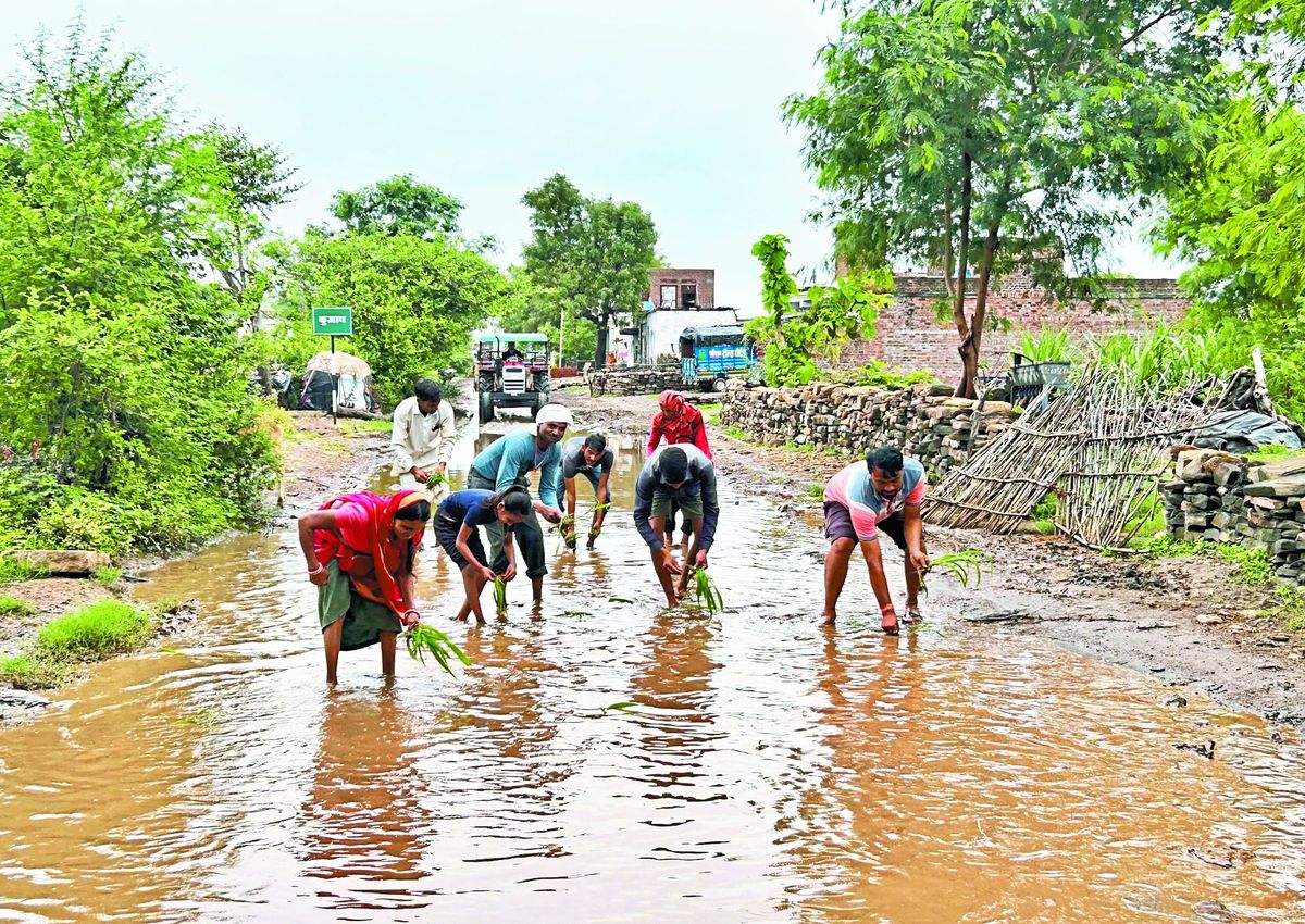ग्रामीणों का अनोखा तरीका : जब किसी ने नहीं सुनी तो धान की फसल रोपकर जताया विरोध