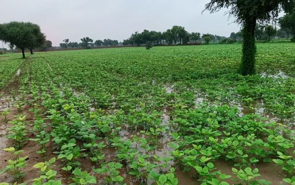 The farmer plowed the field...rain gave new life
