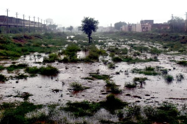 The farmer plowed the field...rain gave new life