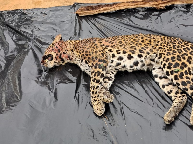 मौके पर पहुंचे बांधवगढ़ टाइगर रिजर्व के अधिकारी, तेंदुआ की मौत के कारणों का लगा रहे पता