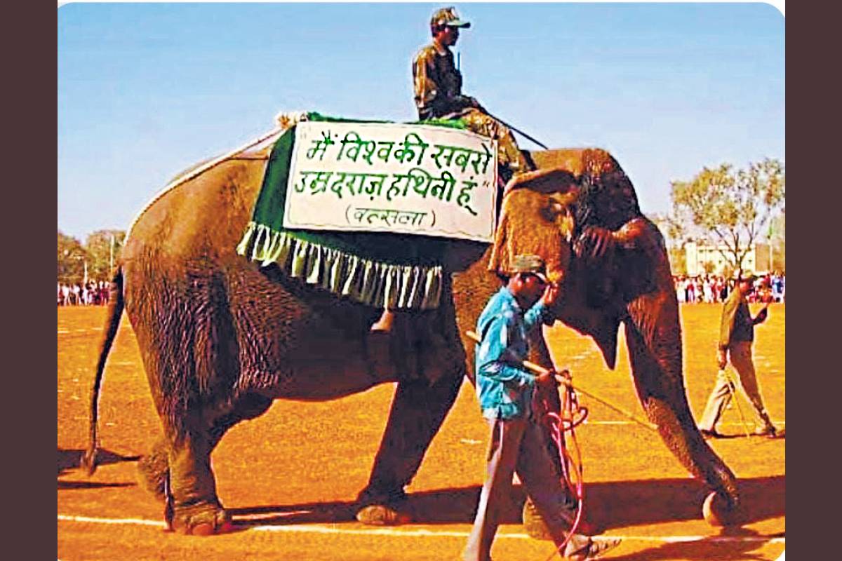 Asia’s oldest female elephant ‘Vatsala’ dies