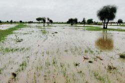 Rain in Jaisalmer: 24 घंटे में 30 MM हुई बारिश, ग्रामीण क्षेत्रों में बरसात से
ढाणियां जलमग्न, लोग घरों में कैद - image