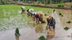 Farmer: इस बार तिलहन फसल से लहलहाएंगे खेत, मक्के का रकबा थोड़ा कम - image