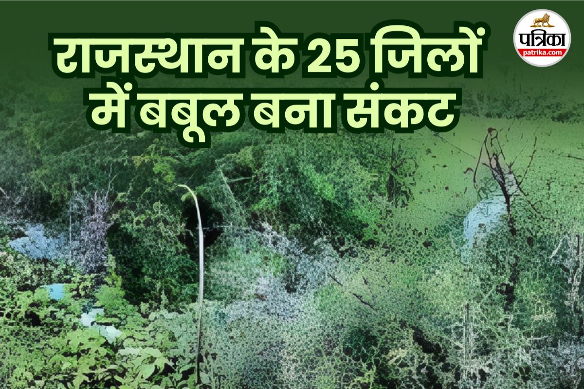राजस्थान के 25 जिलों से जूलीफ्लोरा हटाने की कवायद अधर में, 60 हजार हेक्टेयर जमीन
पर गहराता खतरा
