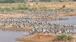 पोकरण : कुरजां की दस्तक नज़दीक, इंतज़ाम अब भी अधूरे - image