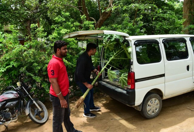 green Jaipur