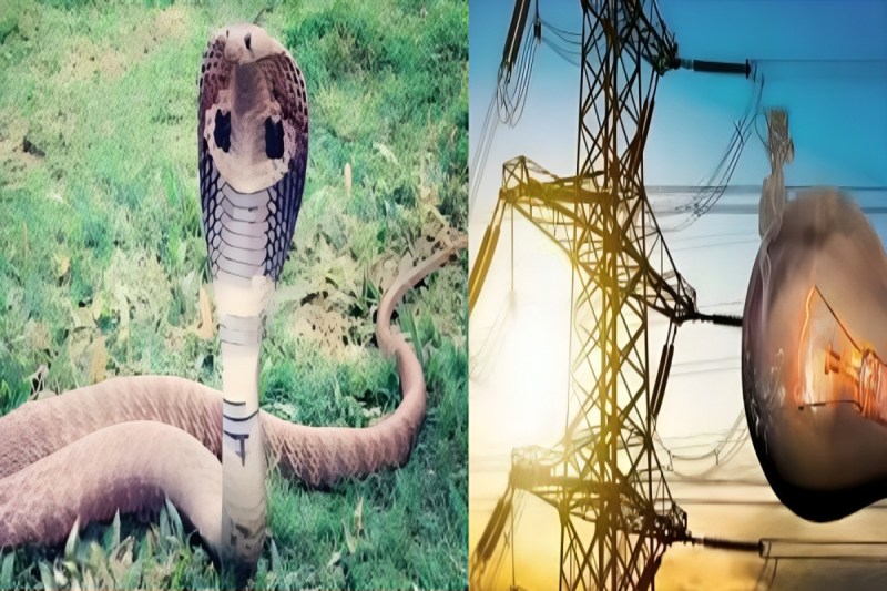 18 गांवों में 11 घंटे से अधिक बिजली गुल फोटो सोर्स : Social Media