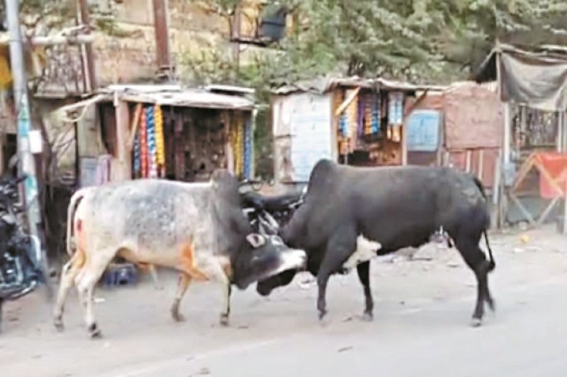 भाटापारा में सांडों का आतंक (Photo source- Patrika)