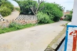 Barmer News: सिणधरी उपखंड में गली-गली बबूल की बाड़ और झाड़ियां, बढ़ गया मच्छरों
का आतंक - image