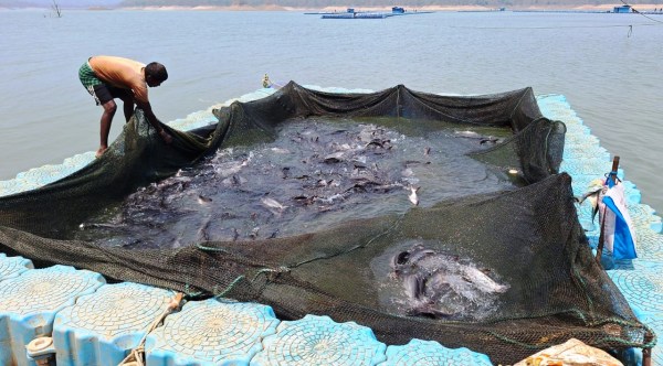 CG News: छत्तीसगढ़ में फिशरीज के नये युग की शुरूआत, डुबान में बनेगा पहला एक्वा पार्क