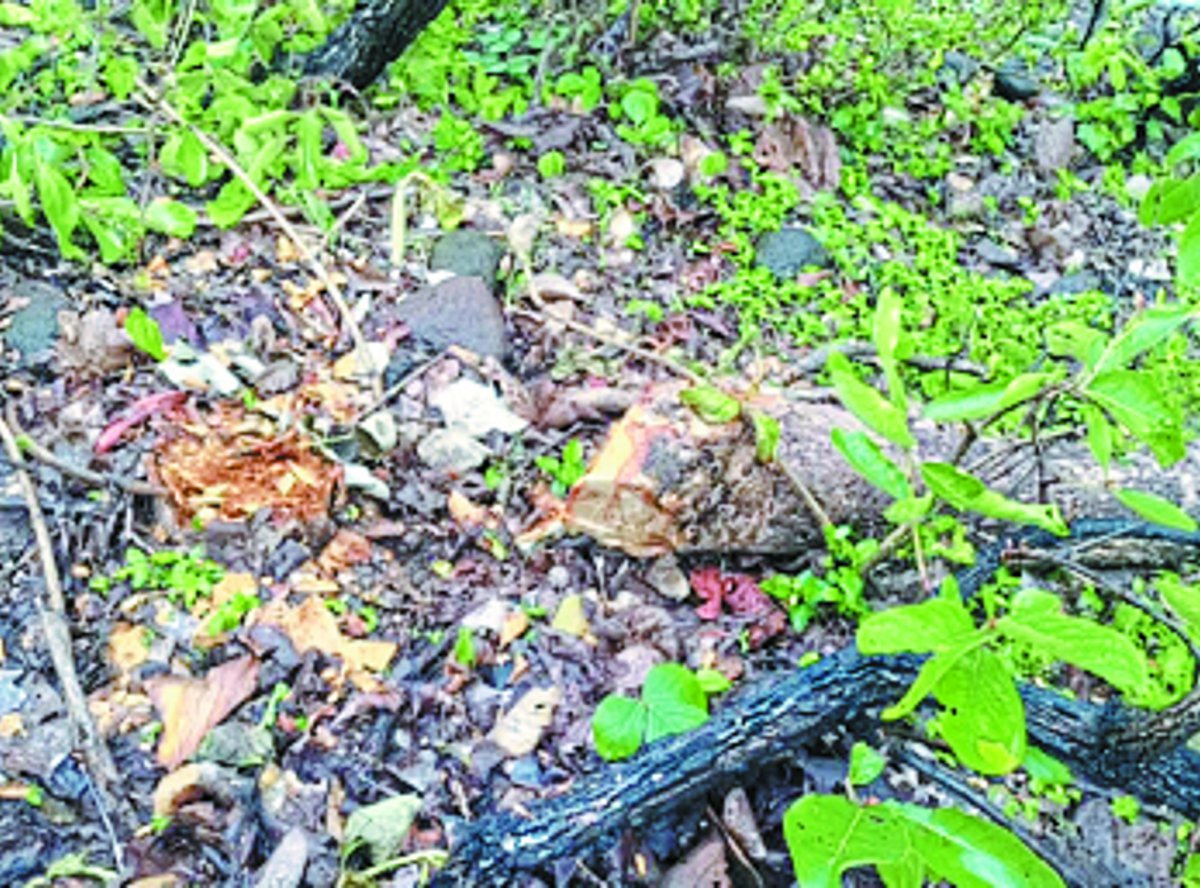 Vedio:सागर जिले के मालथौन में जंगल में सागौन के पेड़ों की कटाई, कार्रवाई नहीं
