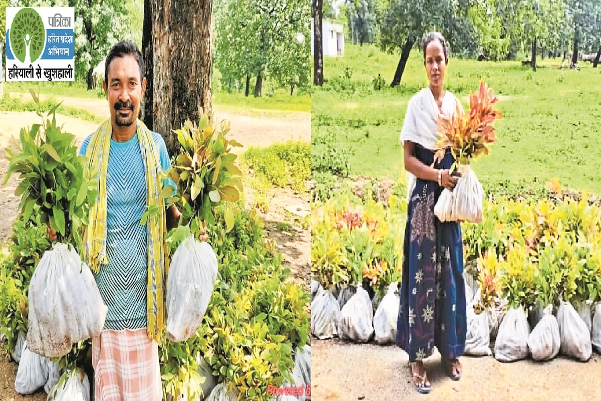 क्लोनल नीलगिरी से सजेगा सुकमा: अब तक रोपे जा चुके हैं 4.33 लाख पौधे