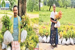 क्लोनल नीलगिरी से सजेगा सुकमा: अब तक रोपे जा चुके हैं 4.33 लाख पौधे - image