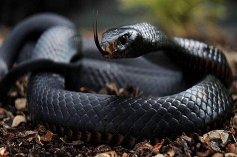 सावन में काली नागिन का कहर :बछरावां थाना क्षेत्र के नंदाखेड़ा गांव की घटना, मौके पर सपेरों ने नागिन को पकड़ा, ग्रामीणों में दहशत का माहौल फोटो सोर्स :Social Media