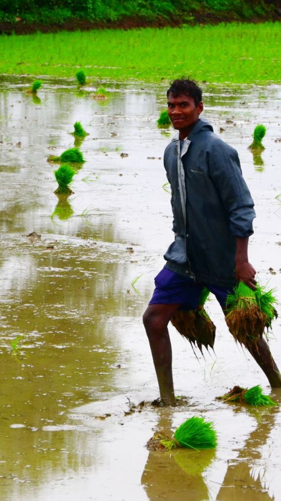 रायपुर में खेतों में शुरू हुई बुआई, अच्छी बारिश से किसानों को मिली राहत..