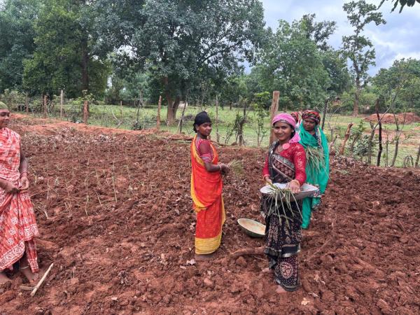 CG News: छत्तीसगढ़ की महिलाओं ने 20 एकड़ जमीन में शुरू की लेमन ग्रास की खेती, देखें तस्वीरें