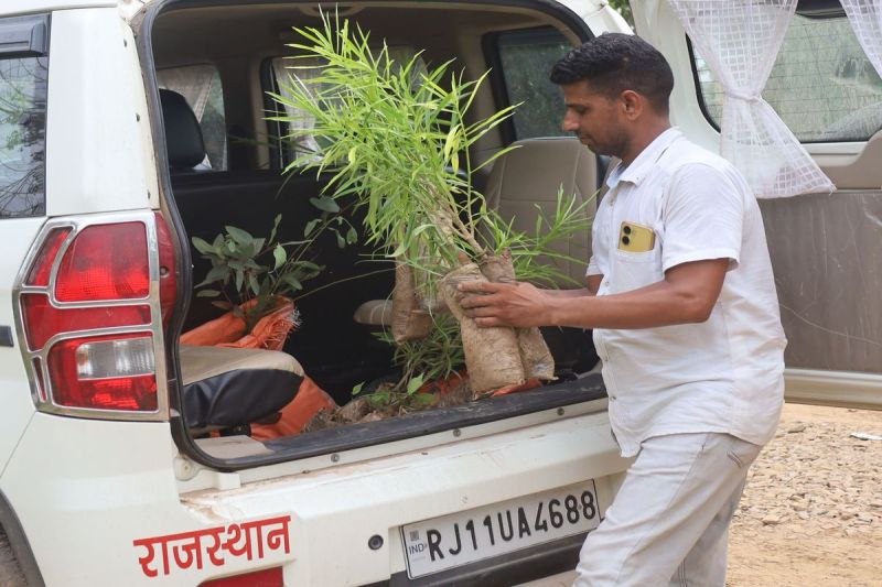 आया मौसम हरियाली का...दो हफ्ते में 1.80 लाख पौधे वितरित The season of greenery has arrived... 1.80 lakh plants distributed in two weeks