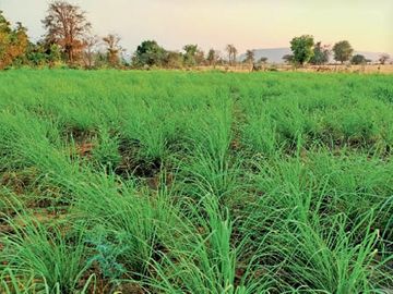 CG News: छत्तीसगढ़ की महिलाओं ने 20 एकड़ जमीन में शुरू की लेमन ग्रास की खेती, देखें तस्वीरें