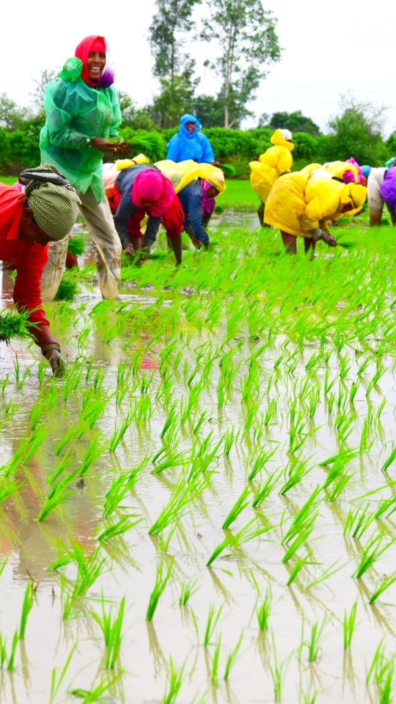 रायपुर में खेतों में शुरू हुई बुआई, अच्छी बारिश से किसानों को मिली राहत..