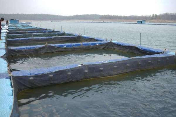 CG News: छत्तीसगढ़ में फिशरीज के नये युग की शुरूआत, डुबान में बनेगा पहला एक्वा पार्क