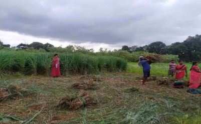 CG News: छत्तीसगढ़ की महिलाओं ने 20 एकड़ जमीन में शुरू की लेमन ग्रास की खेती, देखें तस्वीरें