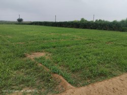 शोधित पानी से धोरों की धरती पर लहलहा रही हरियाली - image