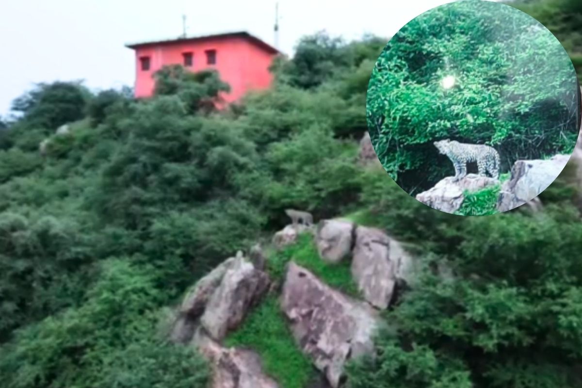 भरतपुर: निठार गांव की पहाड़ी पर 4 पैंथरों का मूवमेंट, ग्रामीणों में दहशत का
माहौल, वन विभाग से रेस्क्यू की मांग