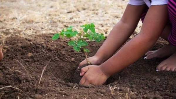 CG News: एक पेड़ माँ के नाम अभियान पर्यावरण संरक्षण का प्रतीक, मंत्री केदार कश्यप ने रोपे पौधे, देखें तस्वीरें 
