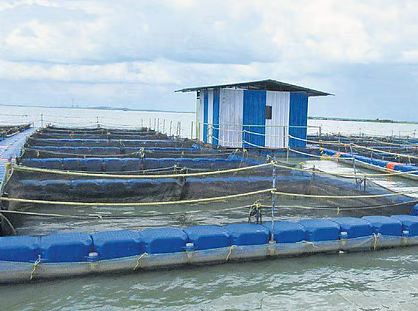 CG News: छत्तीसगढ़ में फिशरीज के नये युग की शुरूआत, डुबान में बनेगा पहला एक्वा पार्क