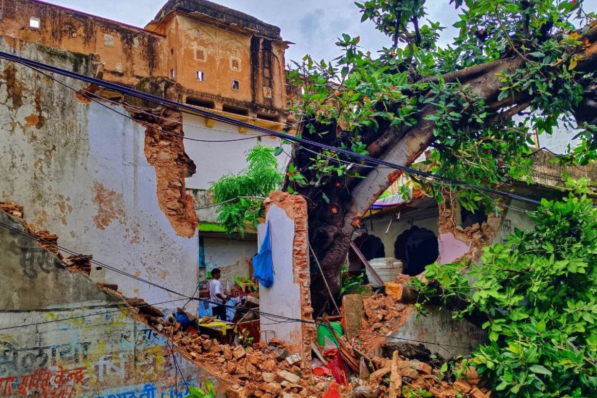 Jaipur 300 year old banyan tree fell (all photo credit Raghuveer Singh)